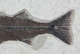 Large, Mioplosus Fossil Fish - Inch Layer #77879-3